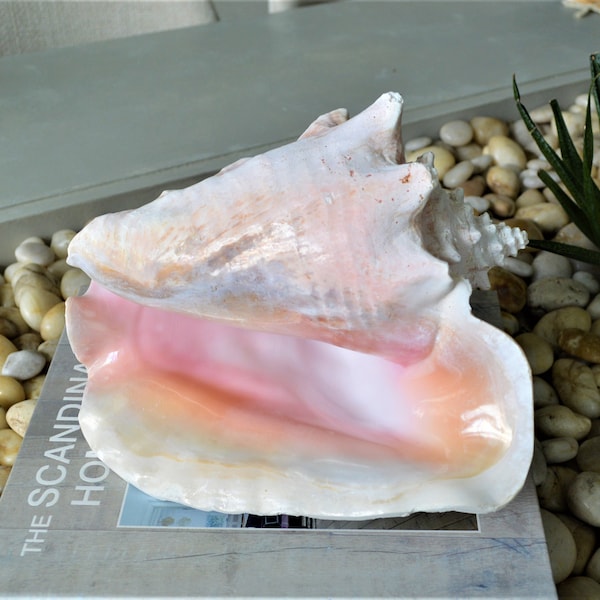 Bahama Pink Conch Seashell 5-10" Caribbean Beach Nautical Table Coastal Décor Shell