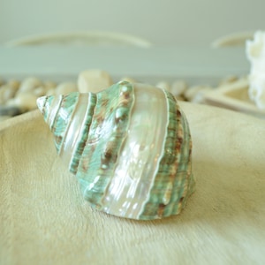 May include: A green and brown seashell with a pearly white interior. The shell is sitting in a wooden bowl.