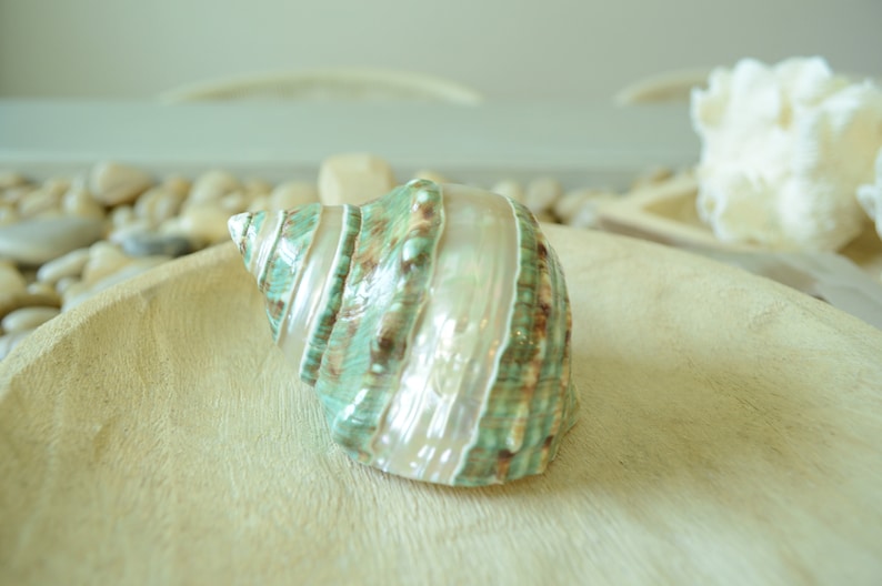 May include: A green and brown seashell with a pearly white interior. The shell is sitting in a wooden bowl.
