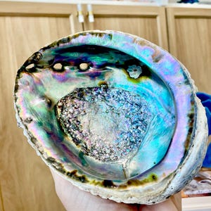 May include: An iridescent abalone shell with a pearlescent interior. The shell's colors shift from blues and greens to purples and golds. The shell has a rough, textured exterior and a smooth, polished interior. The center of the shell has a textured, crystalline appearance.
