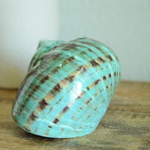 May include: A large, spiraled seashell with a teal blue and brown mottled pattern. The shell has a glossy finish.