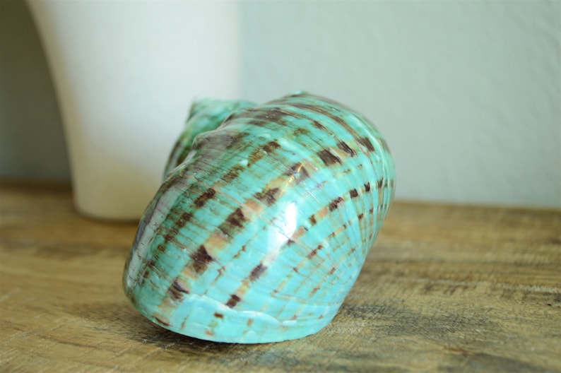 May include: A large, spiraled seashell with a teal blue and brown mottled pattern. The shell has a glossy finish.