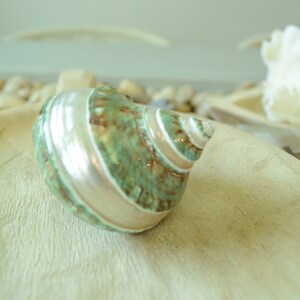 May include: A green and white seashell with brown accents. The shell is sitting on a wooden surface.
