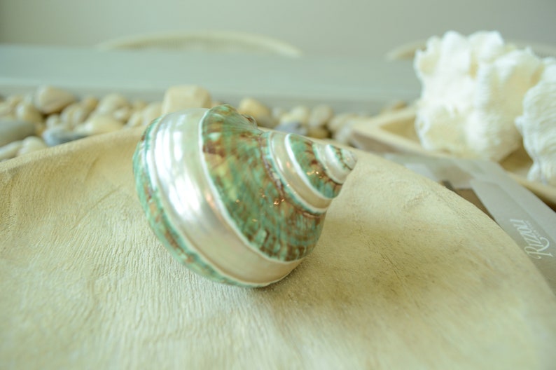 May include: A green and white seashell with brown accents. The shell is sitting on a wooden surface.