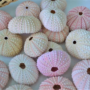 Large PINK Sea Urchins 1.5-2.5" Beach Coastal décor Seashells Crafts Airplants Wedding favors