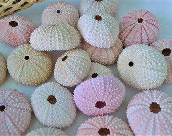 Large PINK Sea Urchins 1.5-2.5" Beach Coastal décor Seashells Crafts Airplants Wedding favors