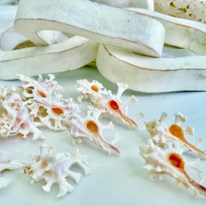 May include: A collection of delicate, white and pink seashells with intricate patterns and holes. The shells have a natural, organic texture and are arranged on a white surface.