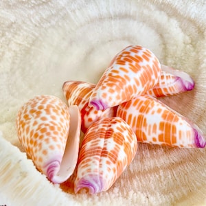May include: Five seashells with orange and white spotted patterns and pink edges. The shells are arranged in a circle on a white surface.