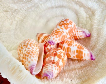 XL Purple Tip Tessellate Cone Seashell 2 - 2.25" Spotted Orange Conus Tessellatus Unique Pattern Display Coastal Ocean Home Décor