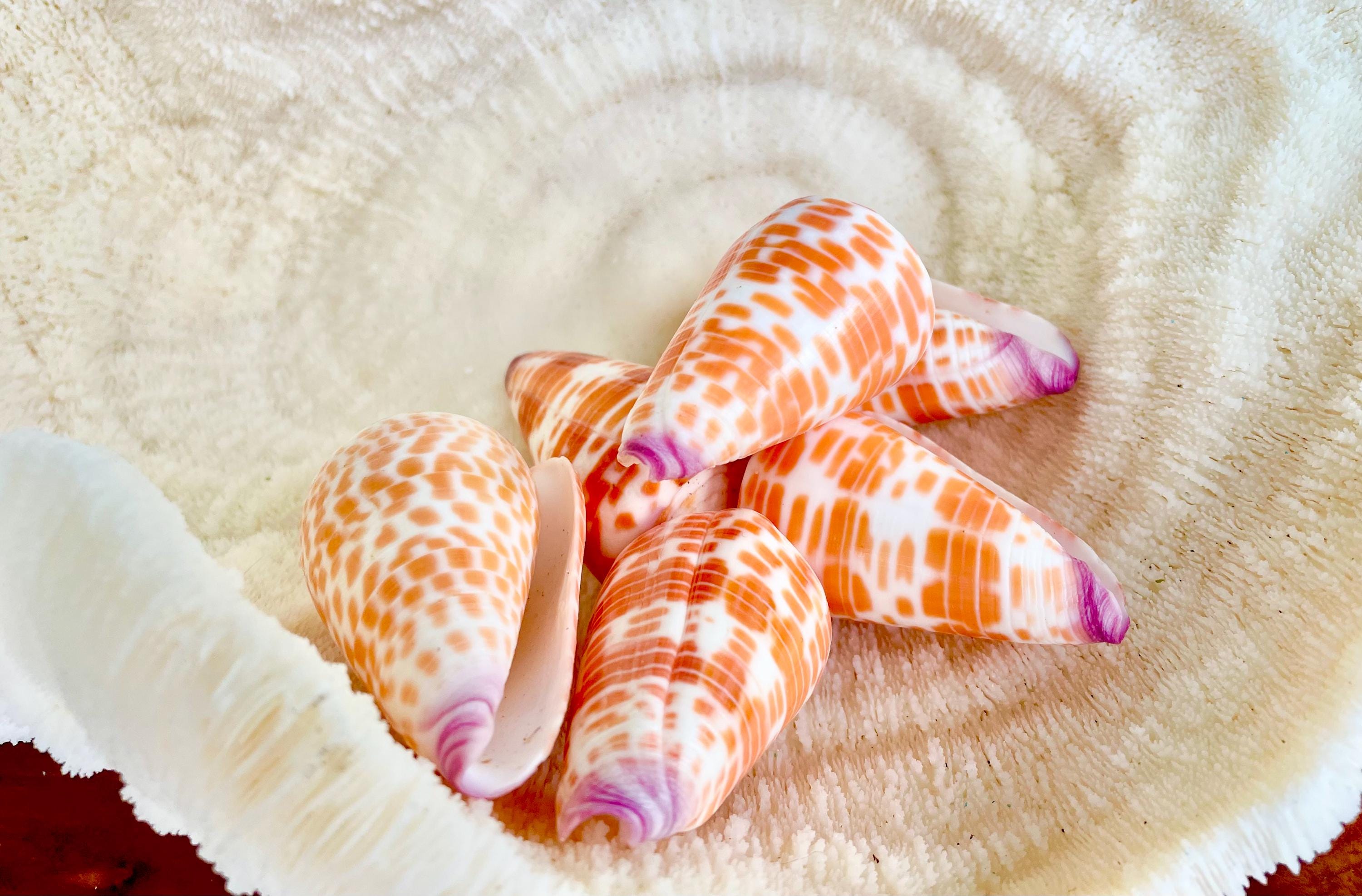 Rare Orange Shells - Etsy