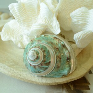 May include: A teal and brown seashell with a white interior sits in a wooden bowl with a white coral on top.