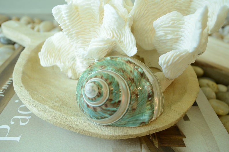 May include: A teal and brown seashell with a white interior sits in a wooden bowl with a white coral on top.