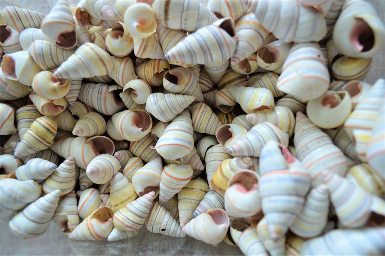 CANDY CANE SNAIL Shells *you Choose Quantity* 3/4-1.5