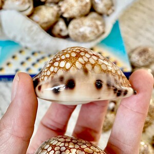 May include: Close-up of a polished seashell with a speckled pattern in shades of brown and cream. The shell is held in a hand, with other shells visible in the background. The shells have a smooth, glossy texture.