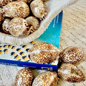 May include: A collection of brown and cream-colored seashells with a patterned exterior. The shells are displayed in a white, textured bowl and on top of a book with blue and yellow accents. The book's title is partially visible.