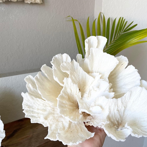 POCA CORAL *All Sizes* Authentic Natural Real Sea Fossil White Coastal Décor