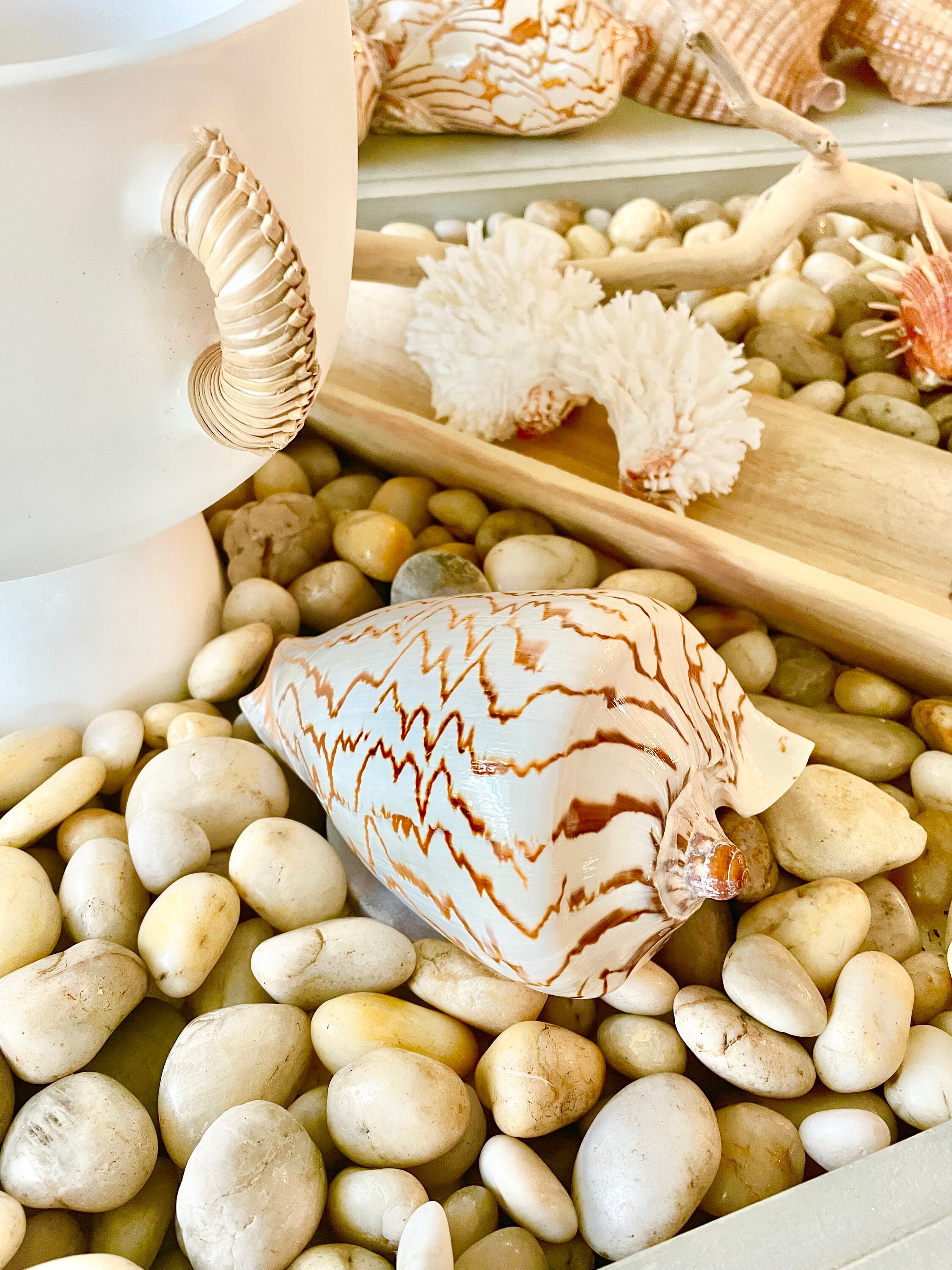 Vauble Shells STRIPED NOBLE VOLUTE Shell *all Sizes* Natural Polished Beige Brown ...