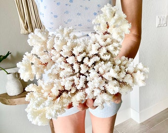 May include: A large, white coral branch with a brown base. The coral is delicate and intricate, with many small branches and tips.