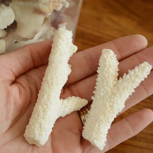 May include: Two white coral pieces with a textured surface. The coral is in the palm of a hand.
