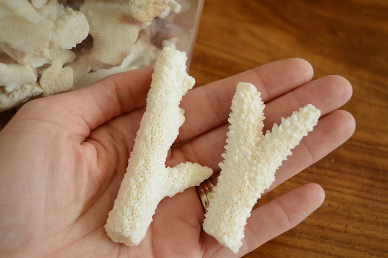 May include: Two white coral pieces with a textured surface. The coral is in the palm of a hand.