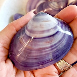 May include: A large, purple clam shell with white and lavender stripes is held in a hand. The shell has a smooth, glossy surface. Other shells are visible in the background, suggesting a collection or display of seashells.