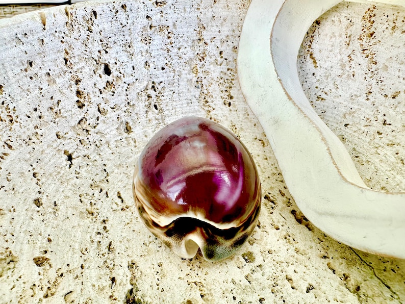 HUGE COWRIE SHELLS 2.75-3.25