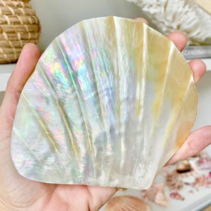 Huge 5&quot; Mother Of Pearl Shiny Polished & Carved Half Shell Seashell Beach Coastal Crafts Irredescent Pearl and Golden Yellow Rainbow Shell