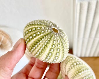 Coelopleurus Maculatus ウニ ~ 約 (33 mm) (1-1/4