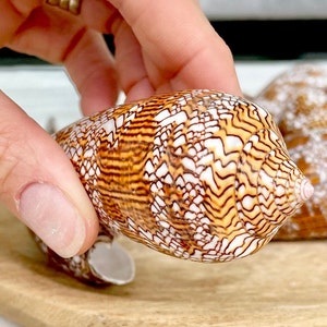 May include: A close-up of a brown and white seashell with a intricate pattern. The shell has a pointed tip and a smooth, glossy finish.