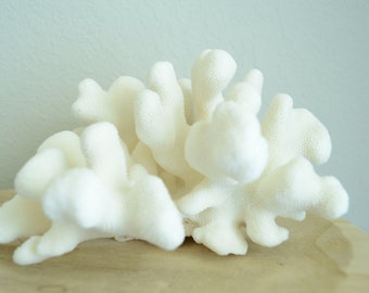 Genuine Sea CATS PAW CORAL 3-12" You pick Size, Ocean Reef Aquarium Coastal Beach Ocean Décor Nautical