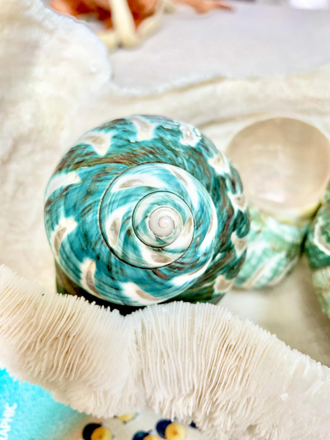 Capri Shells CARVED JADE TURBO Shells *all Sizes* Green Hermit Crab Seashell Coastal ...