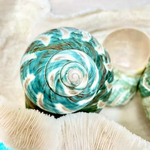May include: A close-up of a large, spiral-shaped seashell with a teal, brown, and white pattern. The shell is resting on a white, textured surface, with a piece of white coral in the foreground. The shell's spiral center is a light cream color.