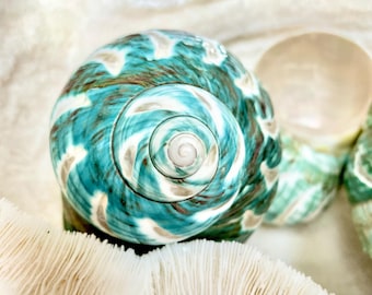 Large HERMIT Crab IMPERIAL TURBO Jade Shell, Rare Polished Blue