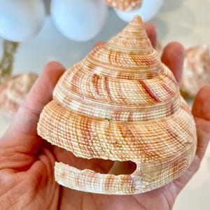 May include: A large, spiral-shaped seashell with a tan and reddish-brown striped pattern. The shell is held in a hand, with other shells and white spheres visible in the background. The shell has a unique opening on its side.