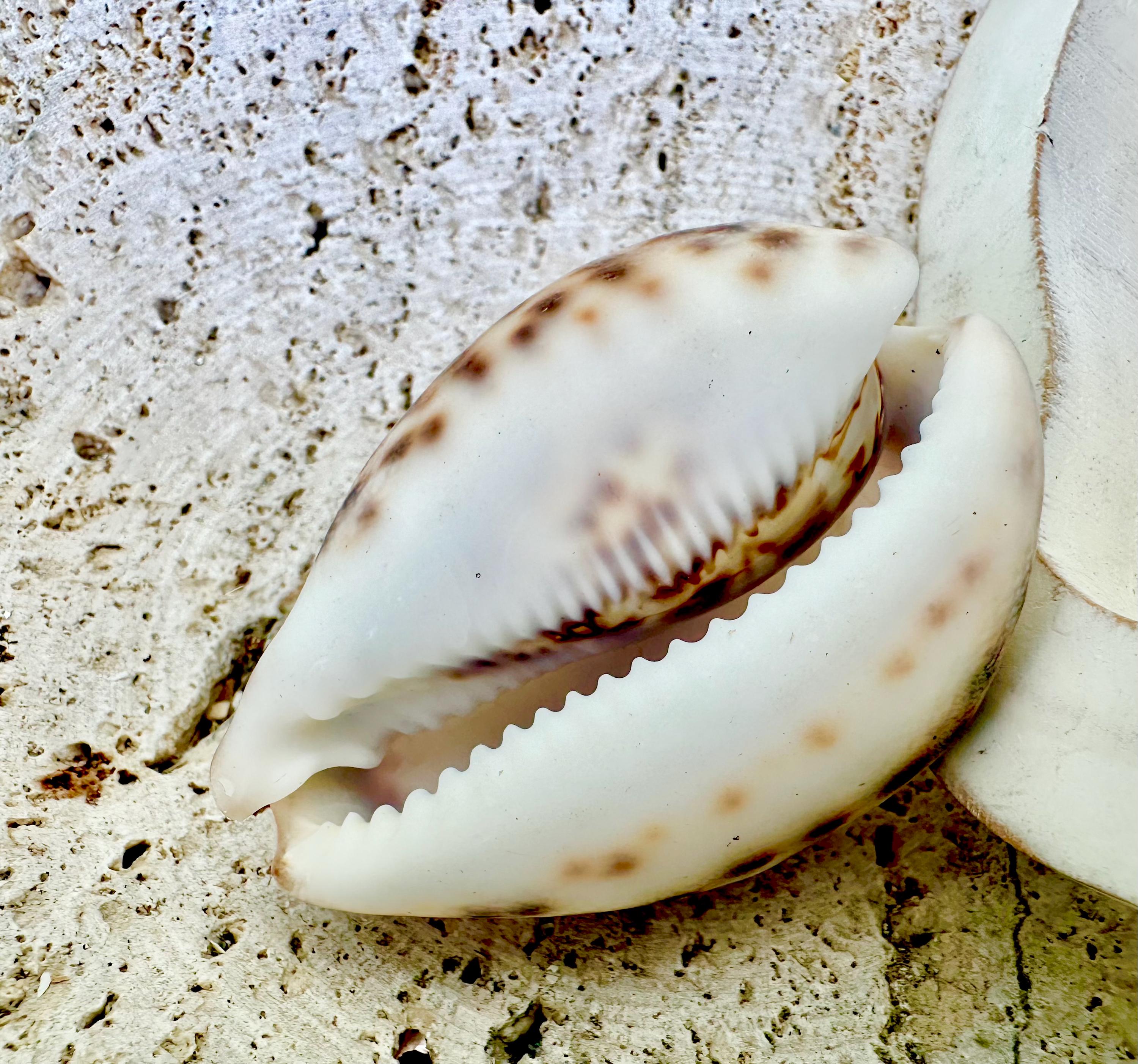 HUGE COWRIE SHELLS 2.75-3.25