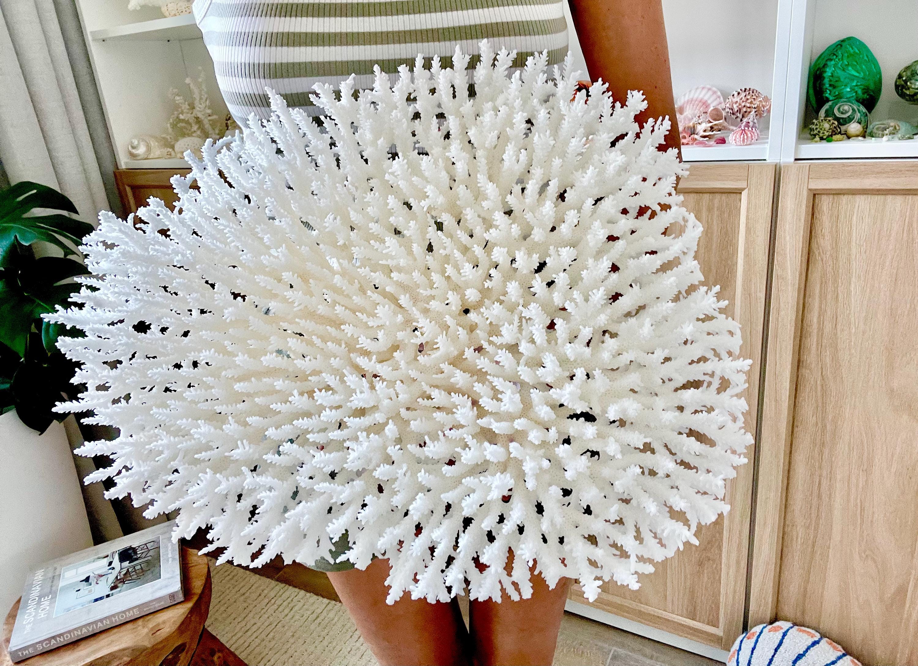 Mounted 15" TABLE CORAL Specimen Sculpture 100% Genuine Clear Lucite Display Base Decorative Coastal Beach Home Décor Gift White