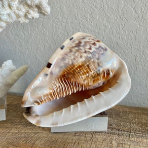 KING Horned Helmet Seashell You Pick Size 4-9" Beach Nautical Décor Table Display Shell Gift Nautical Wedding