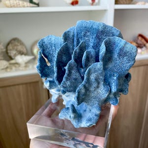 Genuine 100% Natural Sea BLUE RIDGE CORAL 6x5.5&quot; Acrylic Mounted Ocean Reef Coastal Beach Décor Nautical Gift Real Ocean Treasure