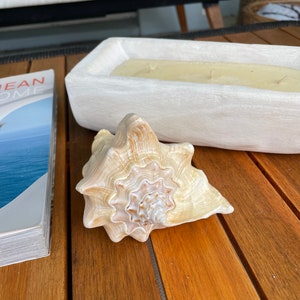 100% Natural Florida Keys Peach Beige Milk Conch 5-6 Planter Beach Nautical Décor Display Shell image 8