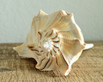 Lightning Whelk Conch Shell 3-13" Seashell -You Choose Size- Sea Shell Beach Nautical Home Décor Coastal Display Sanibel Island