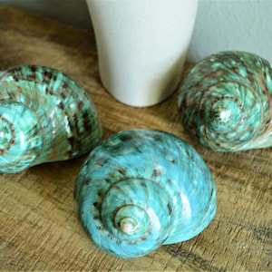 May include: Three iridescent seashells with a teal and brown swirl pattern. The shells are arranged on a wooden surface.