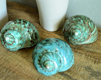 May include: Three iridescent seashells with a teal and brown swirl pattern. The shells are arranged on a wooden surface.