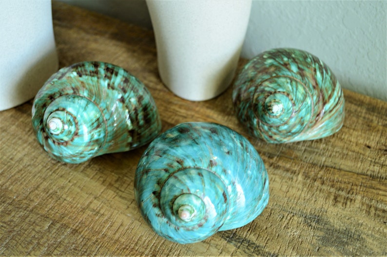 May include: Three iridescent seashells with a teal and brown swirl pattern. The shells are arranged on a wooden surface.