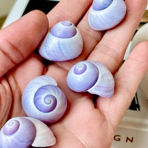 May include: A collection of six small, spiral-shaped seashells. The shells have a pearlescent white exterior and a lavender-purple interior. The shells are held in a hand, showcasing their delicate details and natural beauty.