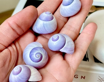 Conchas de caracol marino violeta púrpura de 20-25 mm (1") para exhibición artesanal, 1 concha por pedido