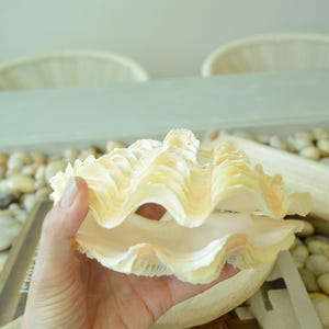 De Rasa Shells DERASA CLAM SHELLS Open Matching Pair *all Sizes* Natural Colored White ...
