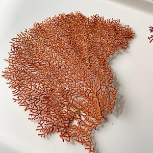 May include: A detailed, orange-brown sea fan coral specimen, showcasing a delicate, branching structure. The coral is positioned on a white surface, highlighting its intricate design and natural color.