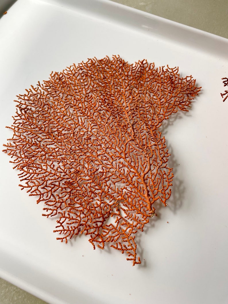 May include: A detailed, orange-brown sea fan coral specimen, showcasing a delicate, branching structure. The coral is positioned on a white surface, highlighting its intricate design and natural color.