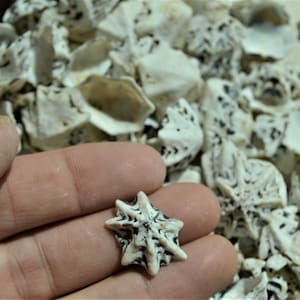 BULK 100-1000pc Star Shaped Limpet Sea shells 1/2-1" Craft Coastal Beach Seashells