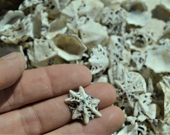 BULK 100-1000pc Star Shaped Limpet Sea shells 1/2-1" Craft Coastal Beach Seashells